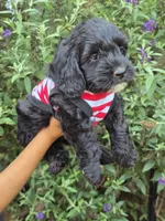 Maverick, a male Miniature Goldendoodle for sale in Short Pump, VA – 2 of 2