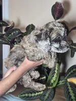 Freya chocolate merle, a female Cockapoo for sale in Short Pump, VA – 2 of 3