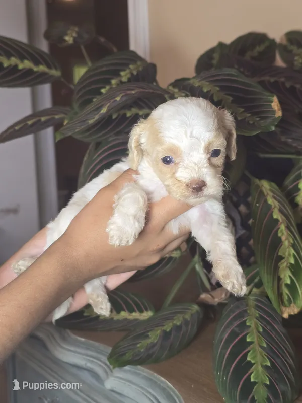 Princess – Cockapoo puppy for sale in Short Pump, VA