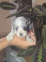 Milo, a male Cockapoo for sale in Short Pump, VA – 2 of 4