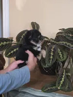 Mingo, a male Chihuahua for sale in Short Pump, VA – 2 of 2