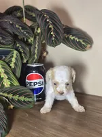 Princess, a female Cockapoo for sale in Short Pump, VA – 3 of 4
