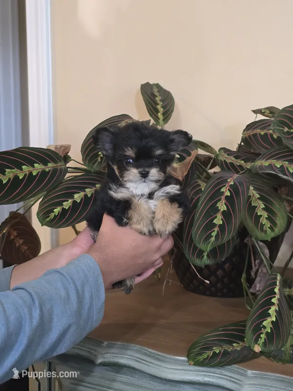 Mingo – Chihuahua puppy for sale in Short Pump, VA