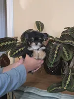 Mingo, a male Chihuahua for sale in Short Pump, VA – 1 of 2