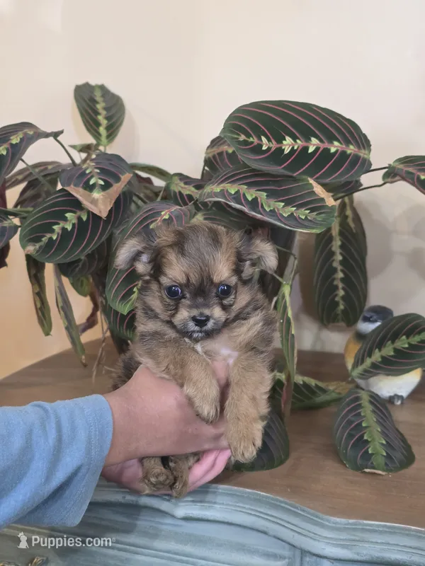 Cheetoh – Chihuahua puppy for sale in Short Pump, VA