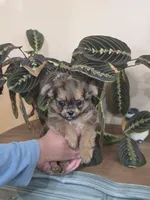 Cheetoh, a male Chihuahua for sale in Short Pump, VA – 1 of 2