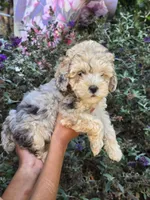 Willow, a female Cockapoo for sale in Short Pump, VA – 1 of 2