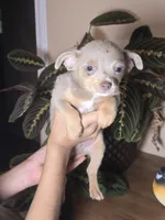 Peanut, a male Chihuahua for sale in Short Pump, VA – 3 of 3