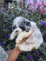 Milo toy size, a male Cockapoo for sale in Short Pump, VA – 2 of 6
