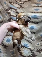 Sable male 1, a male Miniature Goldendoodle for sale in Short Pump, VA – Photo 3 of 3