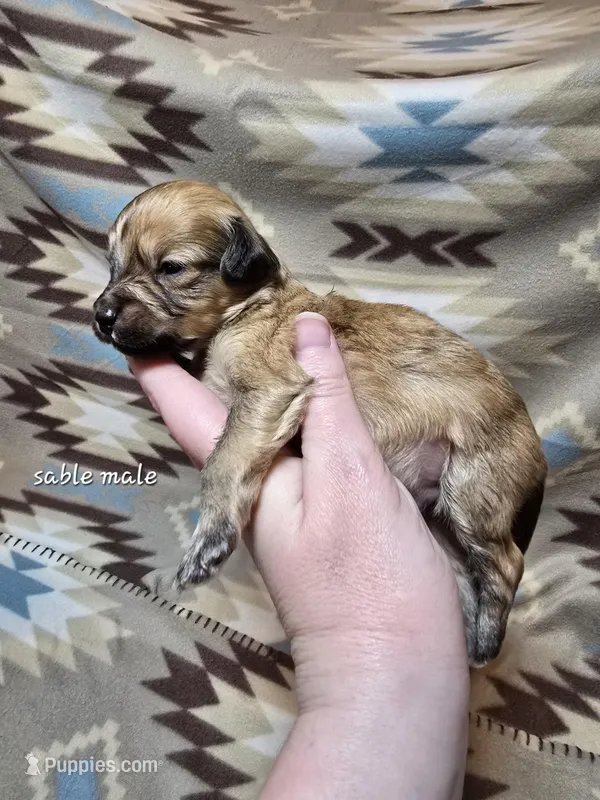 Sable male 1 – Miniature Goldendoodle puppy for sale in Short Pump, VA