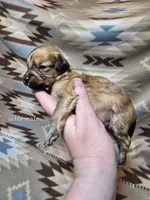 Sable male 1, a male Miniature Goldendoodle for sale in Short Pump, VA – Photo 1 of 3