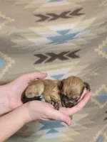 Sable male 1, a male Miniature Goldendoodle for sale in Short Pump, VA – Photo 2 of 3