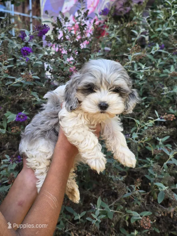 Oakley – Cockapoo puppy for sale in Short Pump, VA
