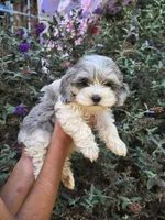 Oakley, a female Cockapoo for sale in Short Pump, VA – 1 of 2