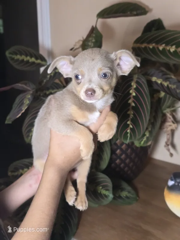 Peanut – Chihuahua puppy for sale in Short Pump, VA