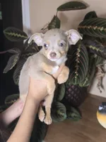 Peanut, a male Chihuahua for sale in Short Pump, VA – 1 of 3