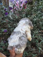 Oakley, a female Cockapoo for sale in Short Pump, VA – 2 of 2