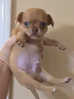 Rubble, a male Chihuahua for sale in Short Pump, VA – Photo 6 of 6