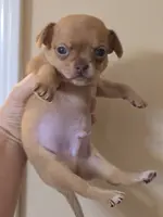 Rubble, a male Chihuahua for sale in Short Pump, VA – Photo 5 of 6