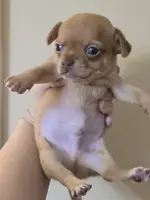 Rubble, a male Chihuahua for sale in Short Pump, VA – Photo 4 of 6