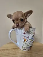 Rubble, a male Chihuahua for sale in Short Pump, VA – Photo 3 of 6