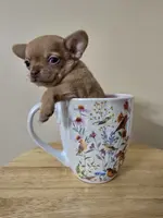 Rubble, a male Chihuahua for sale in Short Pump, VA – Photo 1 of 6