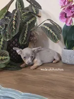 Blue, a male Chihuahua for sale in Short Pump, VA – 2 of 3