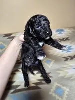 Black tuxedo 1, a male Miniature Goldendoodle for sale in Short Pump, VA – Photo 2 of 2