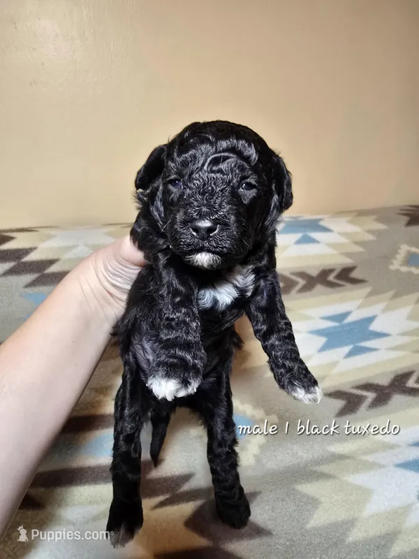 Black tuxedo 1 – Miniature Goldendoodle puppy for sale in Short Pump, VA