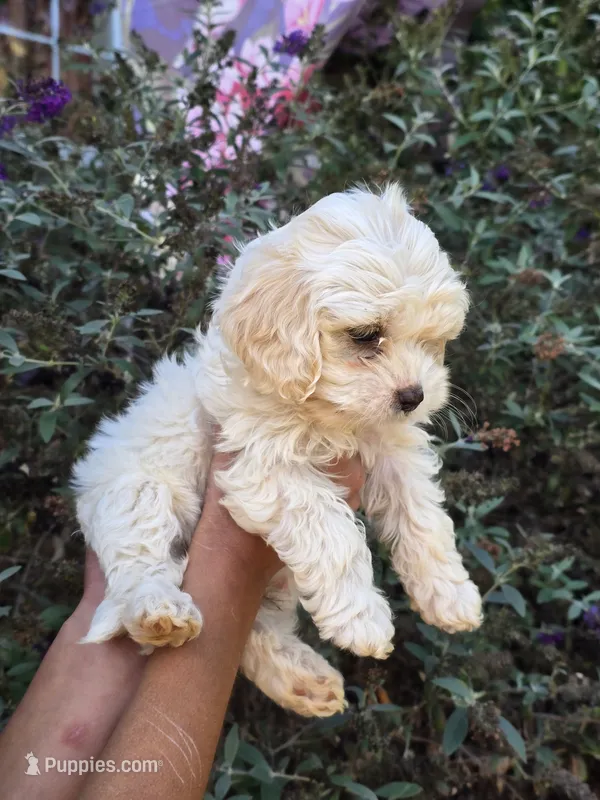 Aspen – Cockapoo puppy for sale in Short Pump, VA