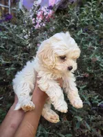 Aspen, a female Cockapoo for sale in Short Pump, VA – 1 of 1