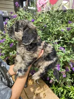Storm, a male Miniature Goldendoodle for sale in Short Pump, VA – 1 of 3