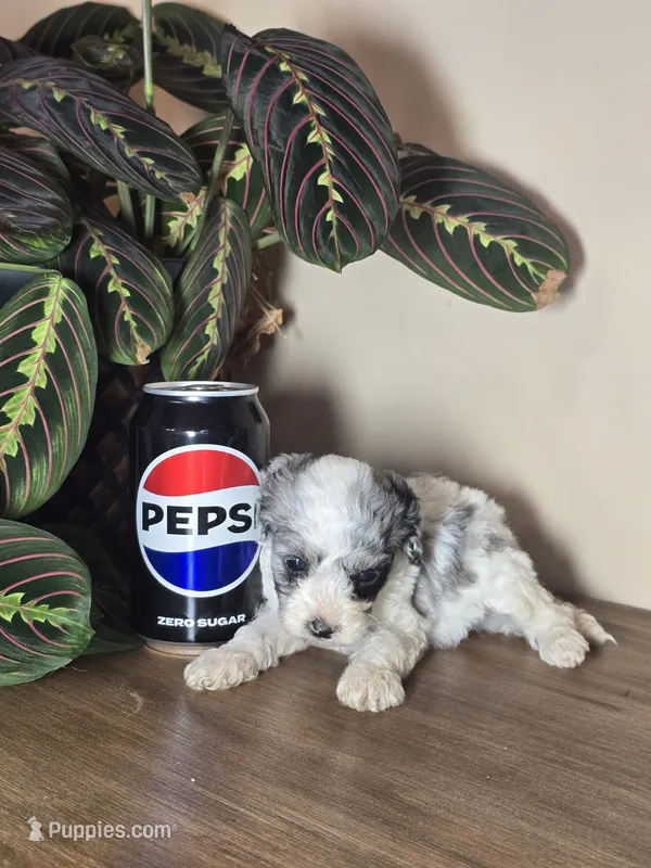 Milo – Cockapoo puppy for sale in Short Pump, VA