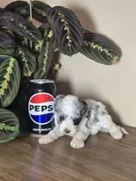 Milo, a male Cockapoo for sale in Short Pump, VA – 1 of 4