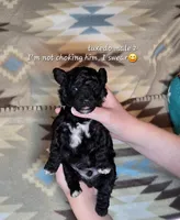 Tuxedo male 2, a male Miniature Goldendoodle for sale in Short Pump, VA – 1 of 1