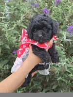 Sadie, a female Miniature Goldendoodle for sale in Short Pump, VA – 3 of 3