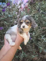 Rowan, a male Cockapoo for sale in Short Pump, VA – 1 of 2