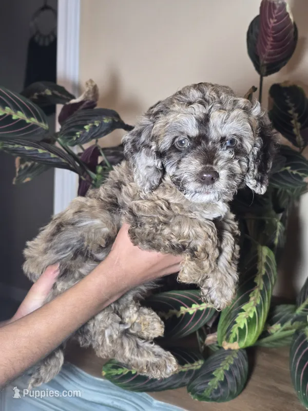 Freya chocolate merle – Cockapoo puppy for sale in Short Pump, VA