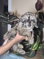 Freya chocolate merle, a female Cockapoo for sale in Short Pump, VA – 1 of 3