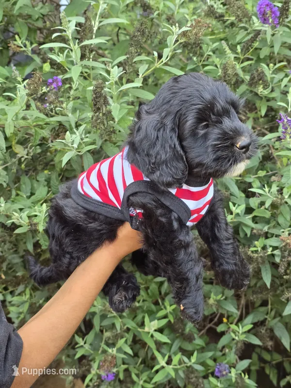 Maverick – Miniature Goldendoodle puppy for sale in Short Pump, VA