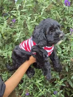 Maverick, a male Miniature Goldendoodle for sale in Short Pump, VA – 1 of 2