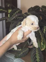 Princess, a female Cockapoo for sale in Short Pump, VA – 2 of 4