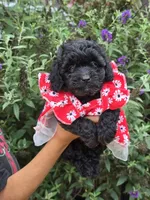 Sadie, a female Miniature Goldendoodle for sale in Short Pump, VA – 2 of 3