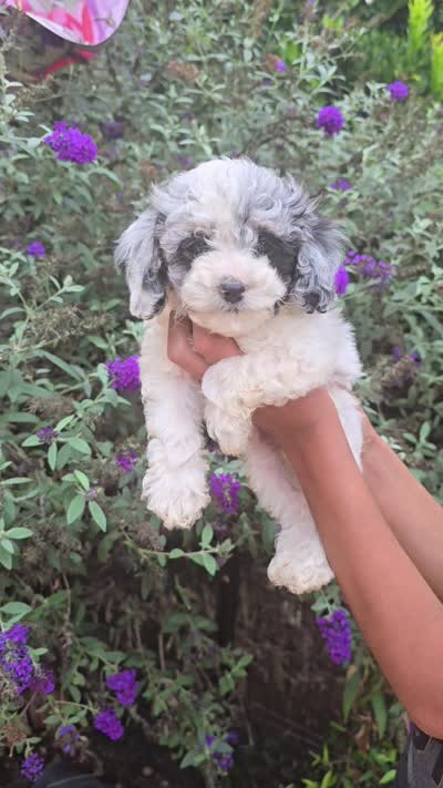 Milo, a male Cockapoo for sale in Short Pump, VA – 3 of 4