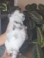 Milo, a male Cockapoo for sale in Short Pump, VA – 4 of 4