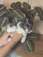 Molly, a female Cockapoo for sale in Short Pump, VA – 1 of 2