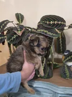 Cheetoh, a male Chihuahua for sale in Short Pump, VA – 2 of 2