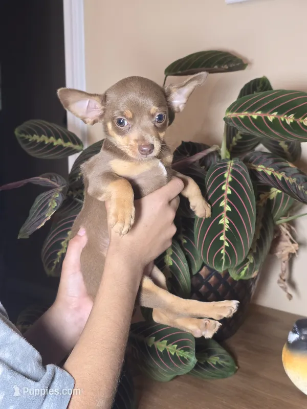Duchess – Chihuahua puppy for sale in Short Pump, VA