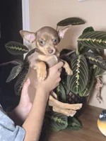 Duchess, a female Chihuahua for sale in Short Pump, VA – 1 of 2